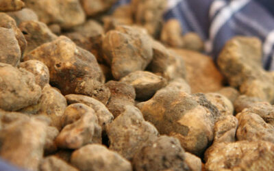 tartufo bianco riccione