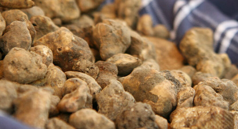 tartufo bianco riccione
